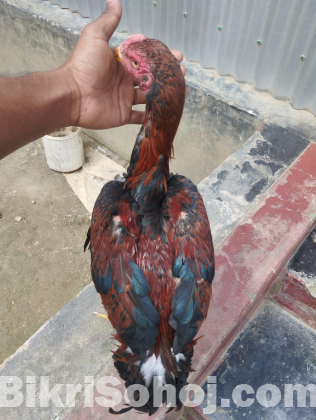 আসিল ফাইটার